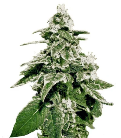 White Widow Auto fem