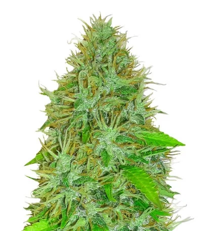 2 Fast 2 Vast Auto fem