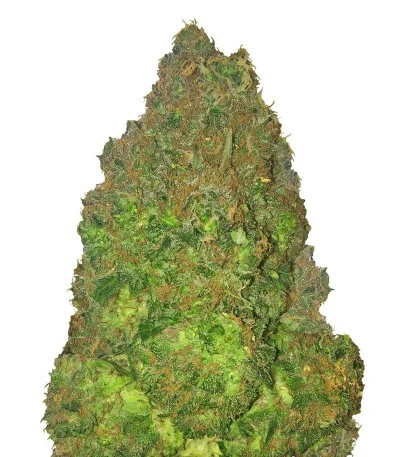 Fruit Punch Auto fem