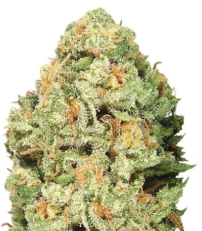 Fruit Punch fem