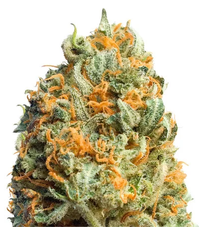Fully Loaded Auto fem