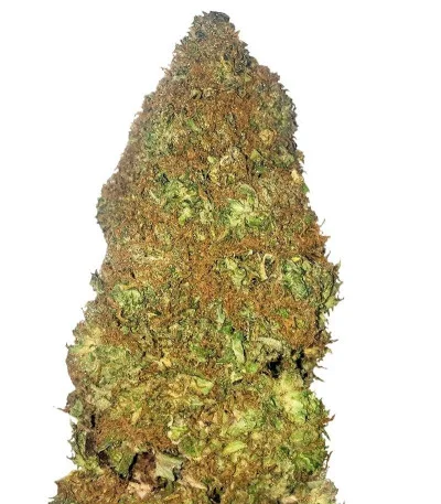 Jackpot Auto fem
