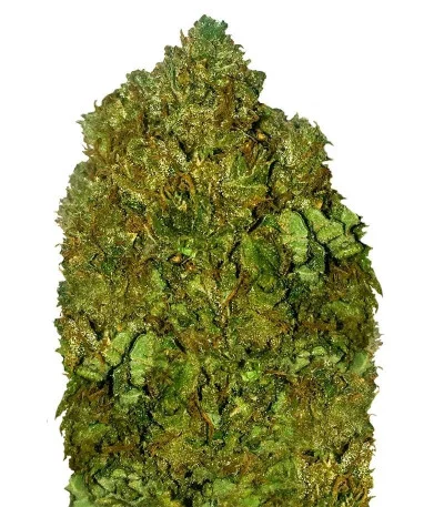 Money Bush fem