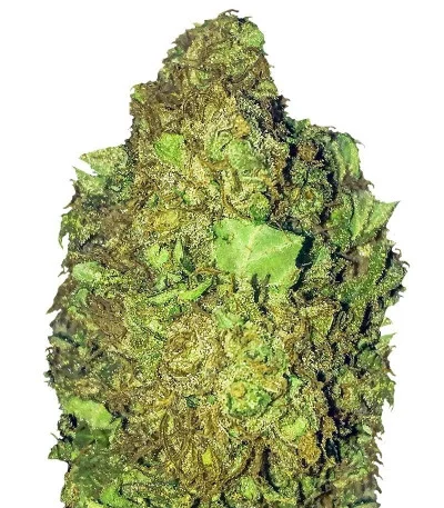 Short & Sweet Auto fem