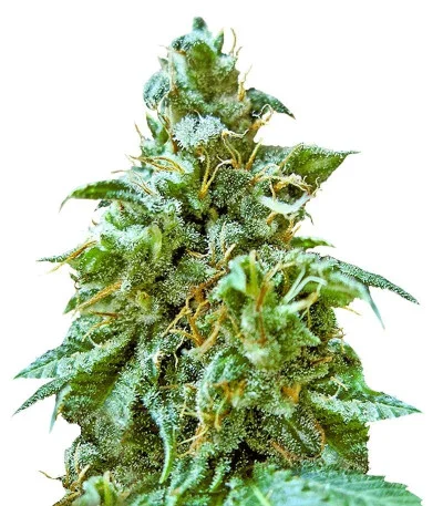Superb OG fem