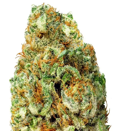 Turbo Bud Auto fem