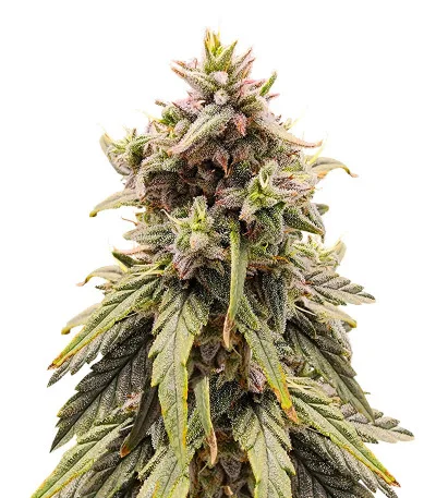 Apple Betty fem