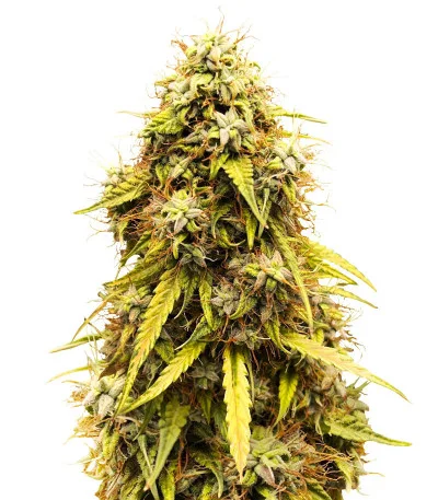CBD Lemon Auto fem