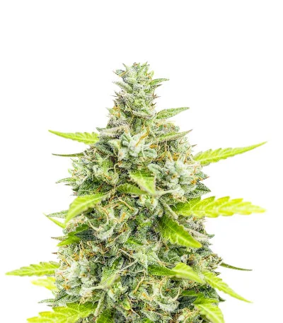 Choco Thai Auto fem