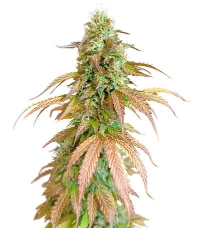 Gelato Auto fem