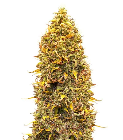 Orange Buddy Auto fem