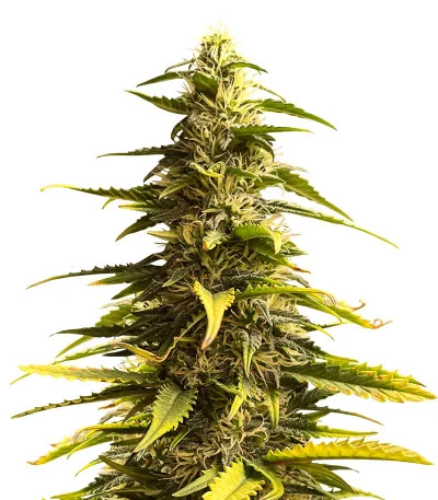 Sour Diesel Auto fem