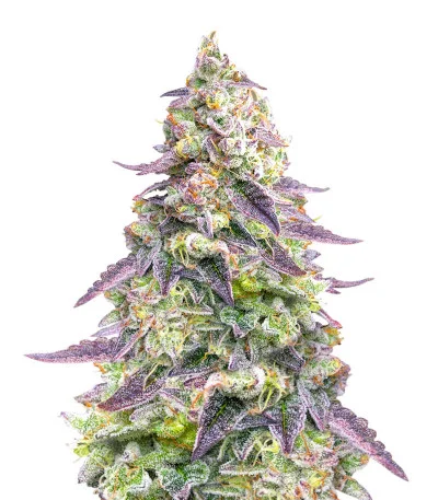 #9 Pound Hammer Auto fem