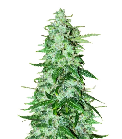 Brain Stroke Auto fem