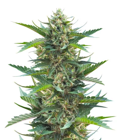 Gorilla Cookies Fast fem