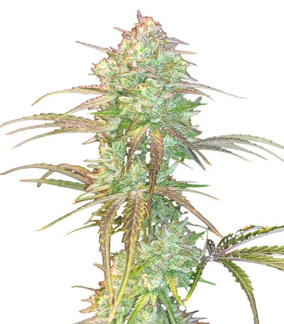Grateful Dead Auto fem