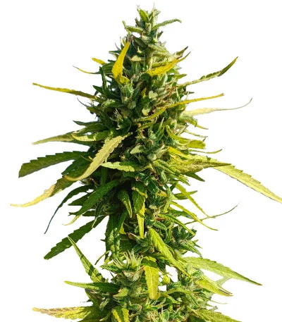 Lemon Cake Auto fem