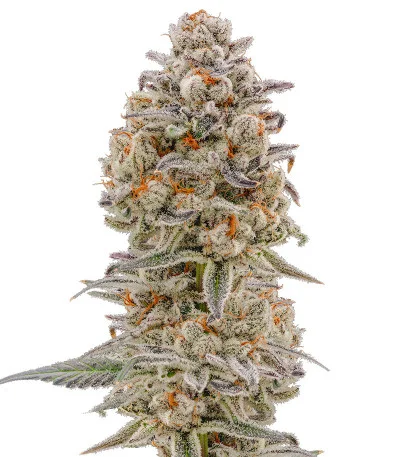 Purple Punch Auto fem