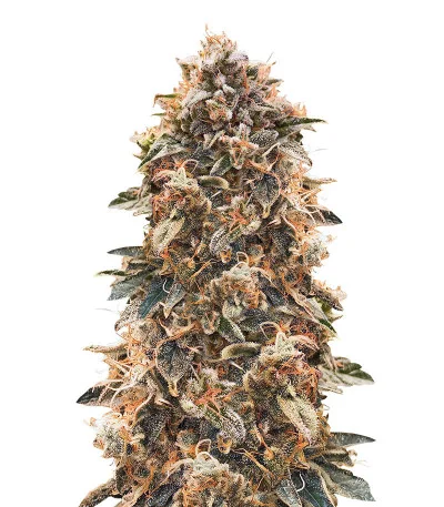 Super Glue #4 Auto fem