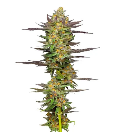 Mint Jelly Auto fem
