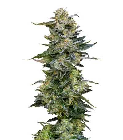 Nutter Budder fem