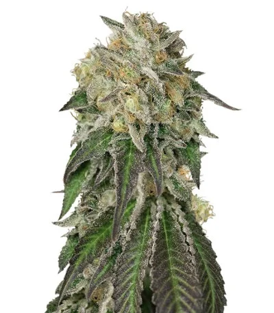 Amherst Sour Diesel