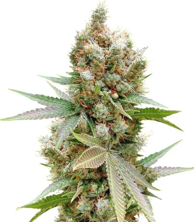 Banana Sapphire fem
