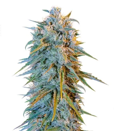 Blue Dream