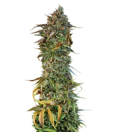 Blueberry Headband