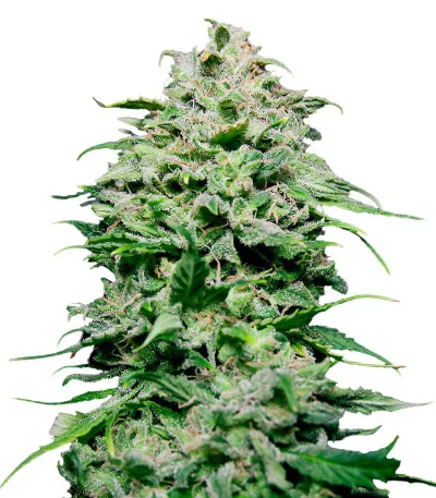 Chem Bomb Auto fem