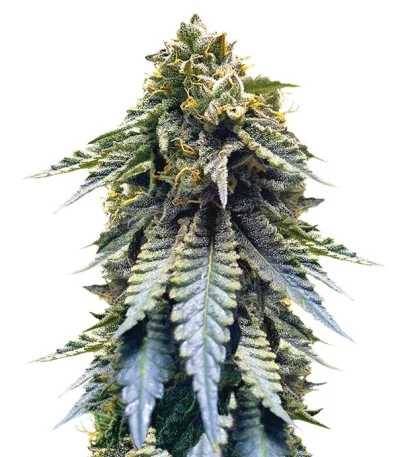 Chocolate Mint OG 2.0