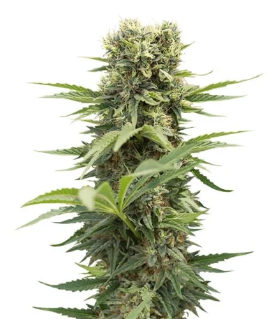 Dedoverde Haze