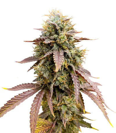 Florida Gaspack fem