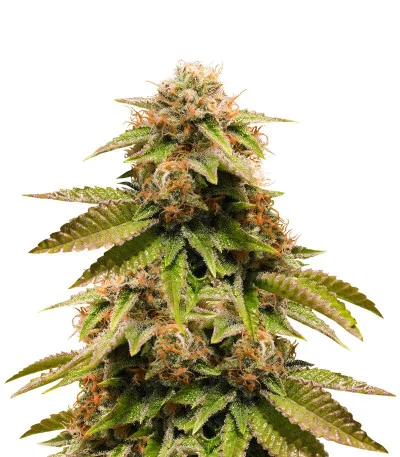 Gorilla Breath
