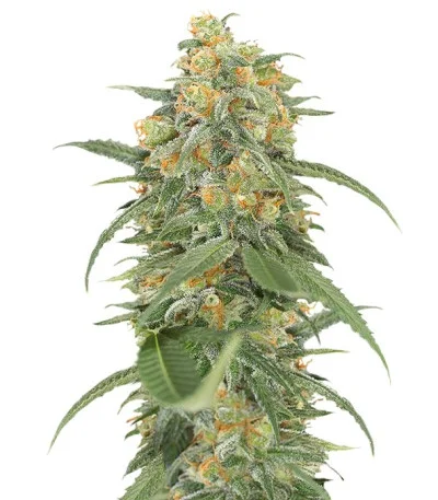 Green Crack 2.0