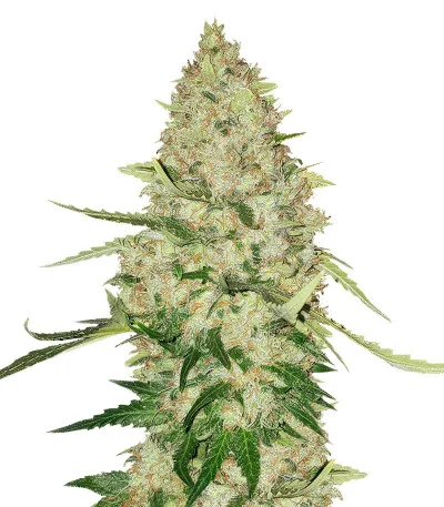 Lemon Citron fem
