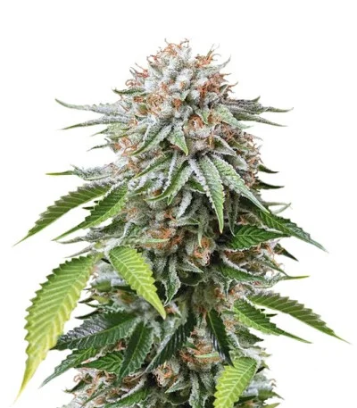 Mango Sapphire