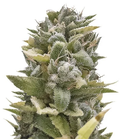 OG Kush Auto