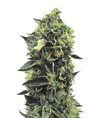 OG Kush