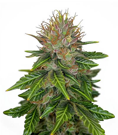 Boy Scout Cookies fem