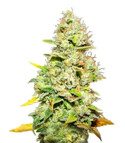White Widow fem