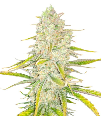 Monster Gelato fem
