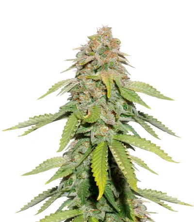 Monster Moby fem