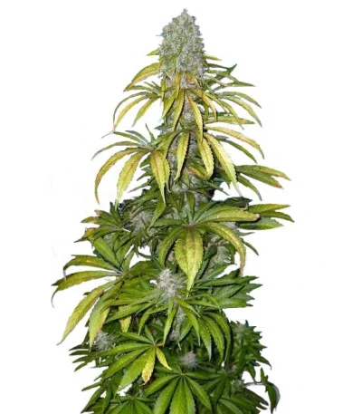 Chrystal fem