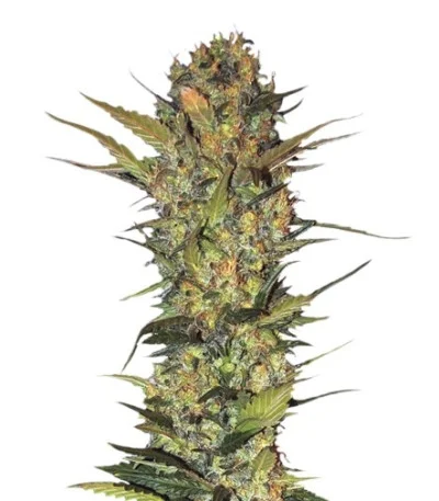 Lithium OG Kush fem