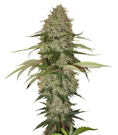 Papaya fem
