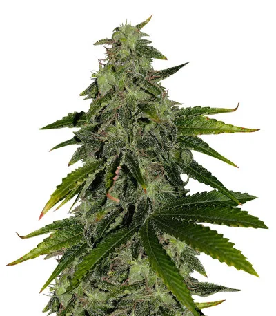 Pure Power Plant fem