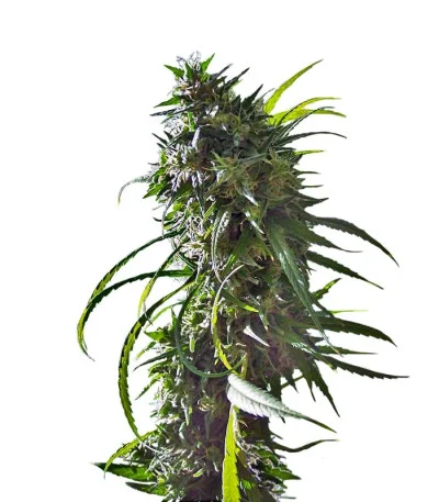Royal Flush fem