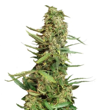 Super Skunk fem