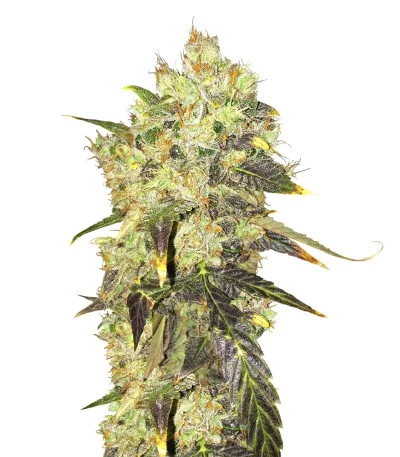 Supreme CBD Durban fem